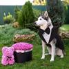 Detachable Design Dog Wedding Costume Two Pieces Dog Formal Shirt Dog Tuxedo Costume  Large Breeds