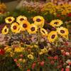 Sonnenblumen-Solarblumenleuchten für die Gartendekoration im Freien