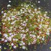 Polyester Glitter Chunky Top Quality Bulk Glitters for Craft Festival Decoration