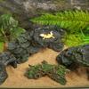 Terrariums Basking Platform Fishtanks Shelter Cave for Reptiles Terrapin Aquariums Landscape Decoration for Home Office