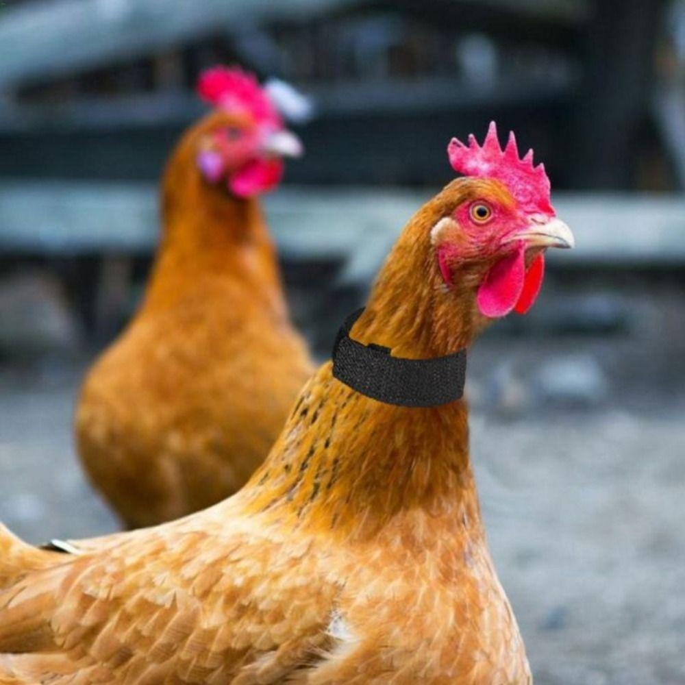 Supplies Poultry Neck Noise Free Neckband Collars Chicken Collar Anti-Hook No Crow Rooster Collar