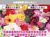Miyavix Antibacterial Antivirus JURASSIC WORLD TAMAGOTCHI Dinosaur Amber Dinosaur Egg Jurassic World Tamagotchi Glossy Protective Film Made in Japan