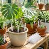 10 KS Průhledné rostlinné drenážní trubičky Plastové prodyšné provzdušňovací trubičky pro rostliny Zlepšují drenáž Podporují růst