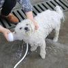 Shower Spray Hose, Pets Shower Head Spray Drains Strainer Pet Bath Tub Sink Faucet Attachment Hose Sink Washing Hairdresser Pet Push Saving Show