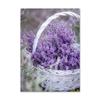 Lienzo Pintura Morado Flores Lila Lavanda Póster Bicicleta Paisaje Rural Imagen Decoración Pared Hogar Dormitorio Fondo