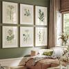 Pintura de Decoración de Láminas Botánicas Vintage Pósters de Arte de Pared de Helecho Botánico Arte de Pared de Flores Modernas Impresión de Regalo Decoración de Habitación del Hogar