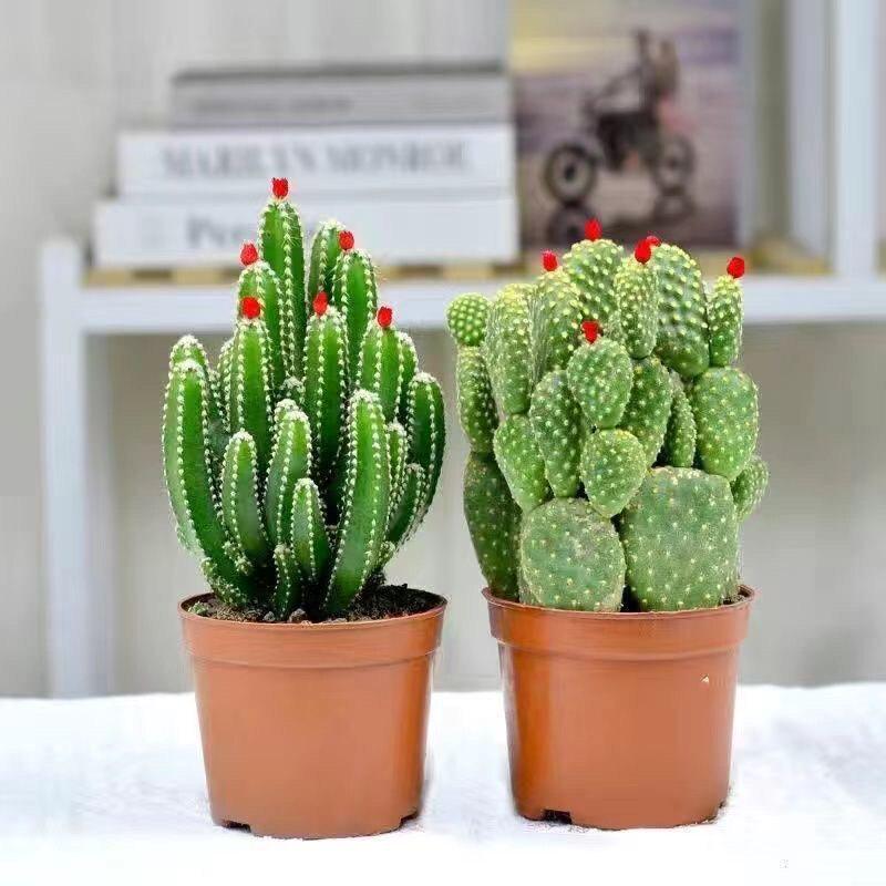 Ten Thousand Layer Mountain Money-Attracting Succulent Cactus Tree for Indoor and Office Decor