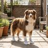 4PCS/SET Comfortable Pet Sandals Adjustable Dog Mesh Shoes Anti Slip Dog Shoes  All Seasons