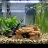 Realistic Texture Aquarium Fish Shelter Simulated Rock Reptile Resting Place  Aquariums