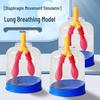 Lung Breathing Simulator: Diaphragm Model for Gas Exchange Physics Experiments