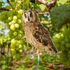 Eule Vogelabwehr Glockenanhänger Pastoraler Obstgarten Vogelabwehranhänger Außendekoration Innenhof Windspiel Gartenvogelscheuche