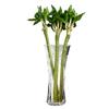 Extra Large Transparent Glass Vase, 50cm Height, Wide Diameter for Flower Arrangements, Living Room Decor, Hydroponic Lucky Bamboo