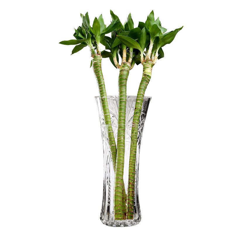 Extra Large Transparent Glass Vase, 50cm Height, Wide Diameter for Flower Arrangements, Living Room Decor, Hydroponic Lucky Bamboo