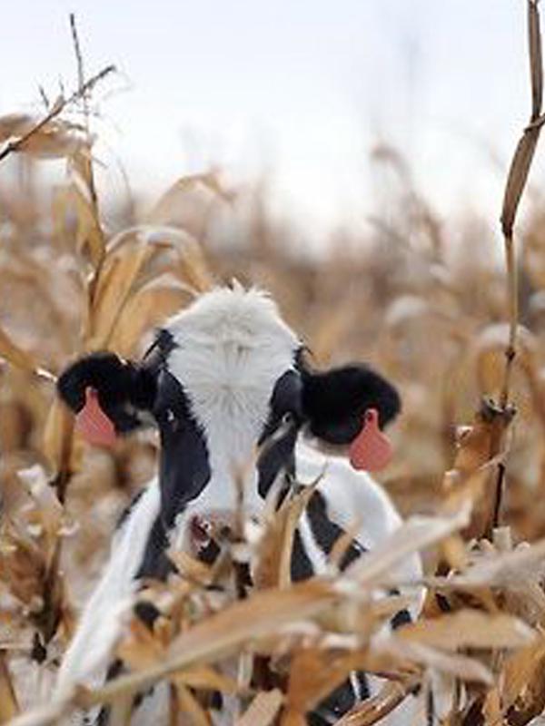 

Алмазная картина Корова 5D Набор для алмазной живописи Набор для вышивки крестом Алмазная картина Полный круглый 15*20cm