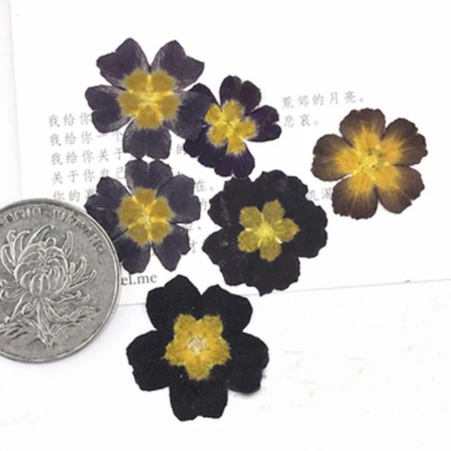 Primrose-Real Pressed Flowers Cell Phone Case for Aroma Candle Decoration, Yellow and Black, Resin, Free Shipping, 100Pcs