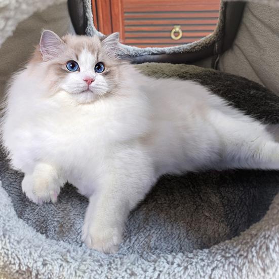 Cute Cat Cave Bed Cozy Pet Bed with Bear Ears Non-Slip Bottom Winter Cat Nest with Removable Washable Cushion for Indoor Cats Puppies