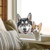 Samolepka s umělým zvířetem husky kotě vykukující sklo