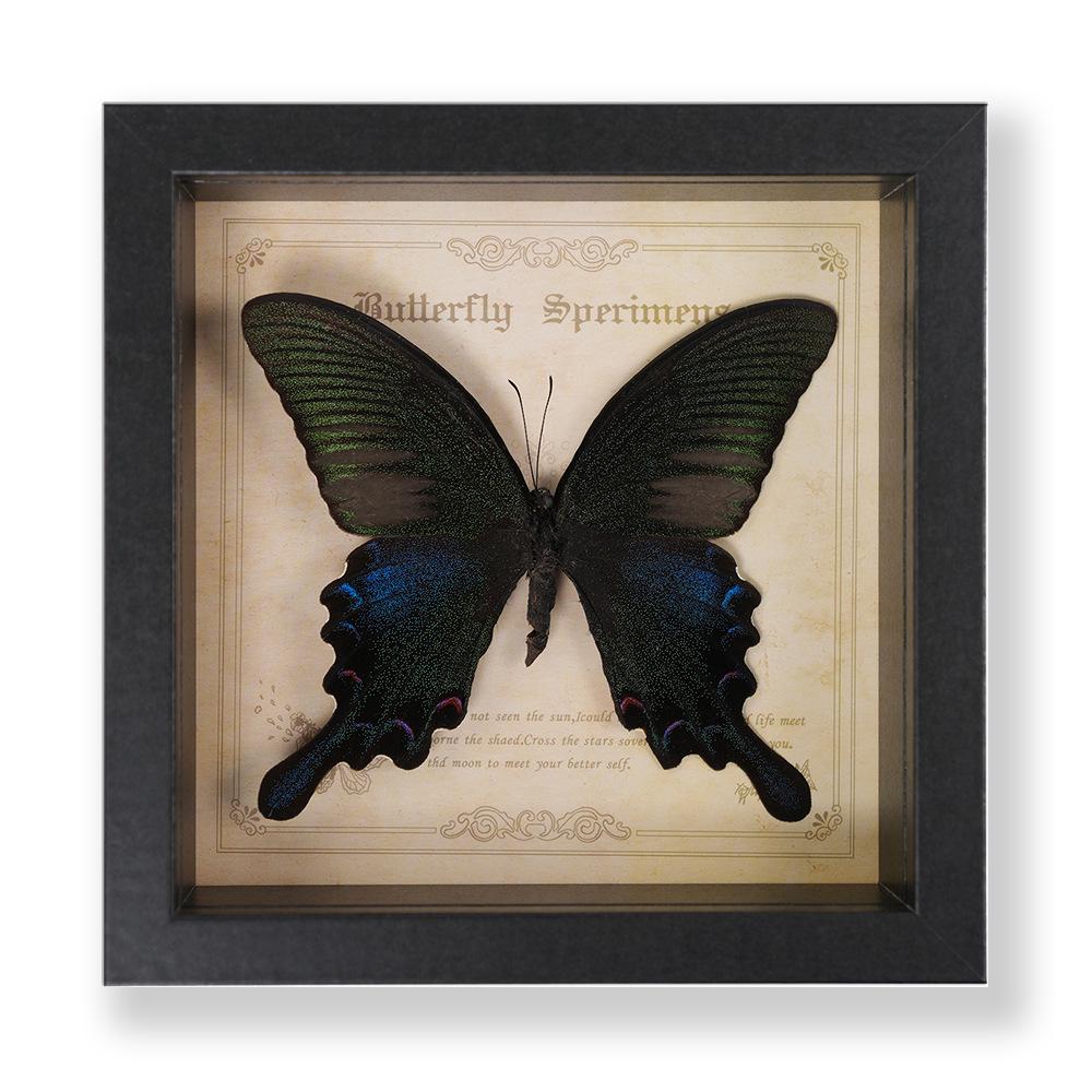 Green Banded Swallowtail Butterfly Specimen Decorative Painting - Real Insect for Display
