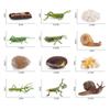 Realistic Kids Toys Praying Mantis Toy Cycle Mantis Figurine Life Cycle Figures Snail Growth Cycle