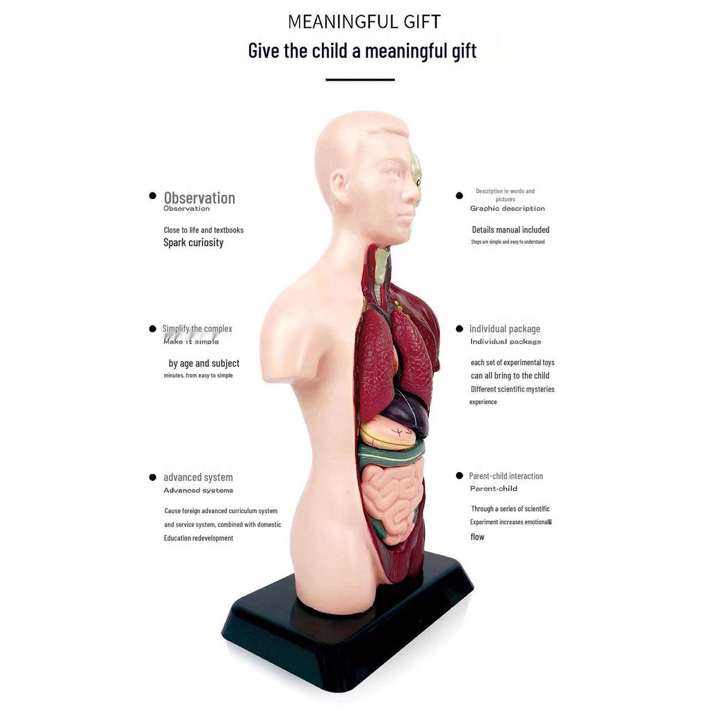 Customized Human Torso Anatomy Model for Children's Science Education