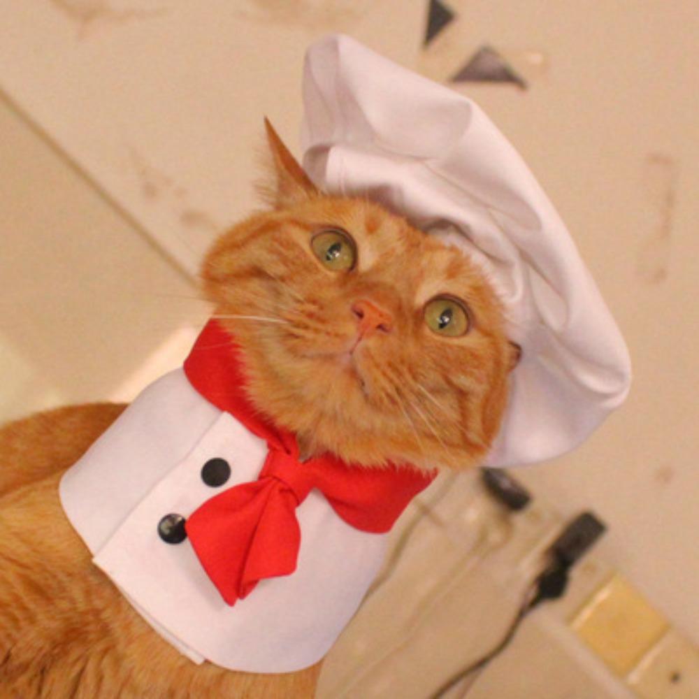 Pet Transformation Cat Funny Christmas Transformation Dog Clothes, Pet Funny Halloween Costumes