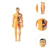 Anatomy Learning Tool for Classroom Use Featuring Removable Organ Parts