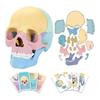 Modello Cranio Anatomico, Puzzle Cranio Anatomia Umana, Mini Modello Cranio Umano Smontabile, Insegnamento Clinico