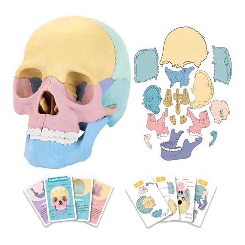 Modello Cranio Anatomico, Puzzle Cranio Anatomia Umana, Mini Modello Cranio Umano Smontabile, Insegnamento Clinico