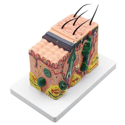 35X Modello di dissezione del tessuto sottocutaneo della pelle anatomica umana Anatomia Biologia Strumenti didattici medici