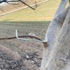 10/30Pcs Fruit Tree Branch Shape Fixator M-Type Branch Trainer Angle Benders Reusable Fruit Tree Support Holder Vine Trainers