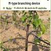 Знімач і формувач гілок фруктового дерева M-типу з роздільником W-типу, гарячеоцинкований сталевий дріт, ідеально підходить для вишневих і грушевих дерев