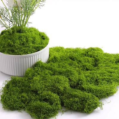 20/40/100g Amžinojo Gyvenimo Samanos „Pasidaryk Pats“ Amatai Žolė Dirbtiniai Žali Augalai Namų Kambario Sodo Dekoravimas Mini Kraštovaizdis Dirbtinė Žolė Bonsai