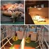 Customizable Livestock Heating Lamp Cover for Farm Animals