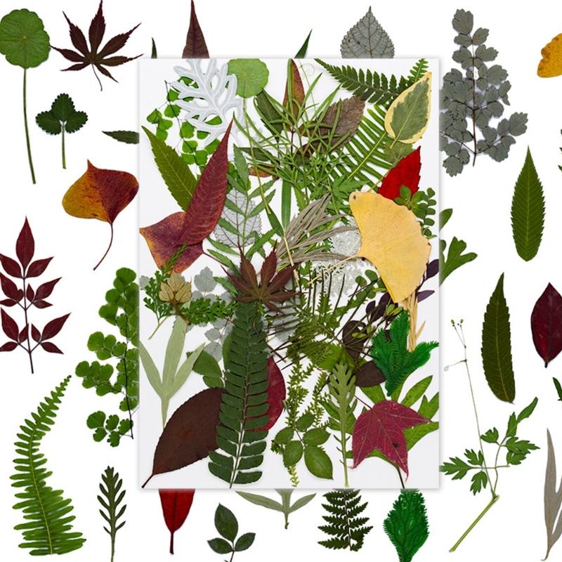 4Packs Dried Plant Specimens Craft Supplies 120 Real Pressed Leaves For DIY Jewelry Home Decors Natural Plant Materials Set