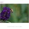 SONY Standard Zoom Lens Vario-Tessar T*E 16-70mm F4 ZA OSS Sony E Mount SEL1670Z for APS-C