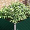 Raised Garden Bed 100 X 100 X 77 Cm Galvanized Steel Green
