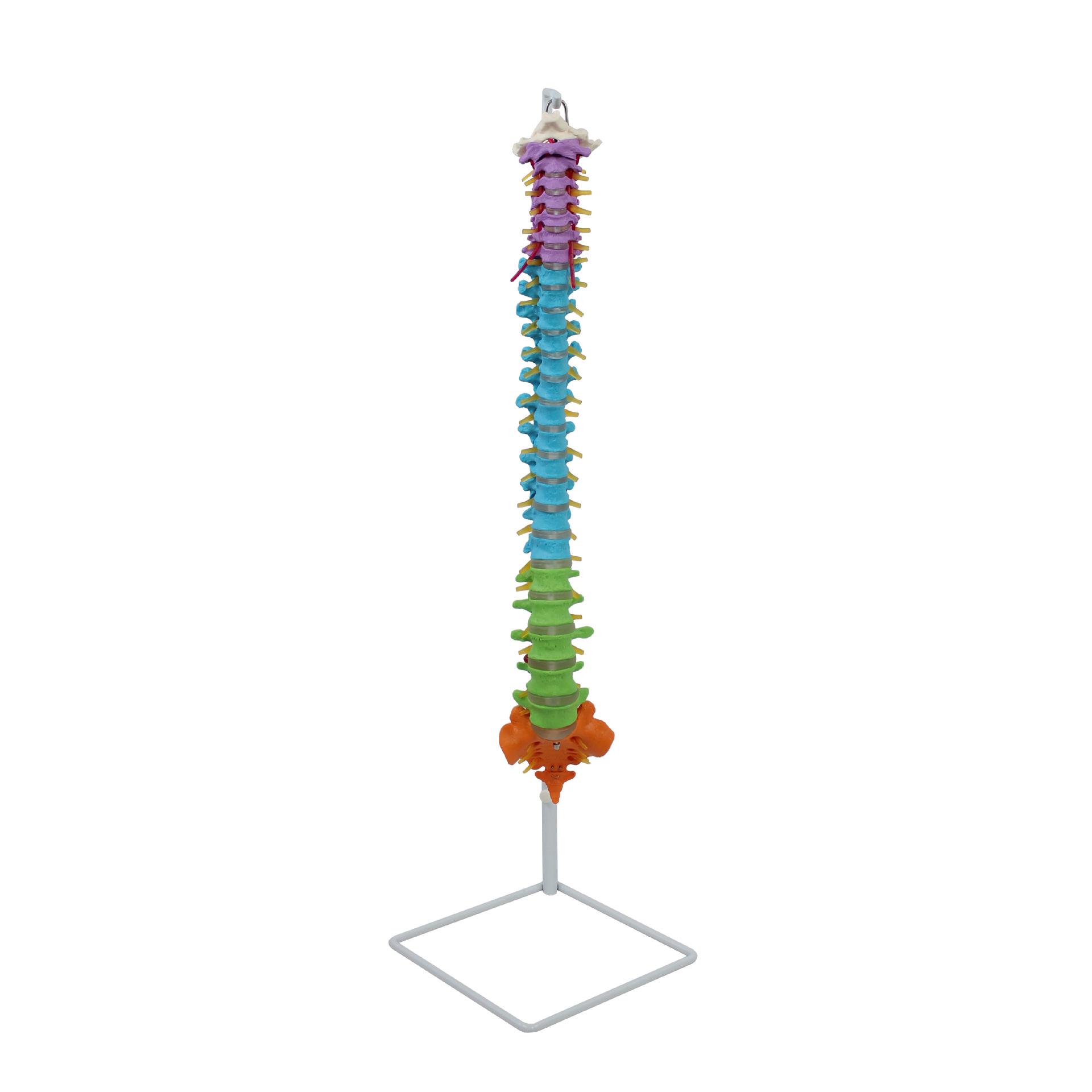 Bendable Human Spine Model with Sacrum, Pelvis, and Femur 1:1