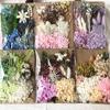 DIY Mixed Pressed Flowers Pack for Photo Frames and Kindergarten Crafts