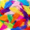 50PCS Natural Feather Colored Feather Decorations Lightweight Colored Feathers  DIY Home Crafts