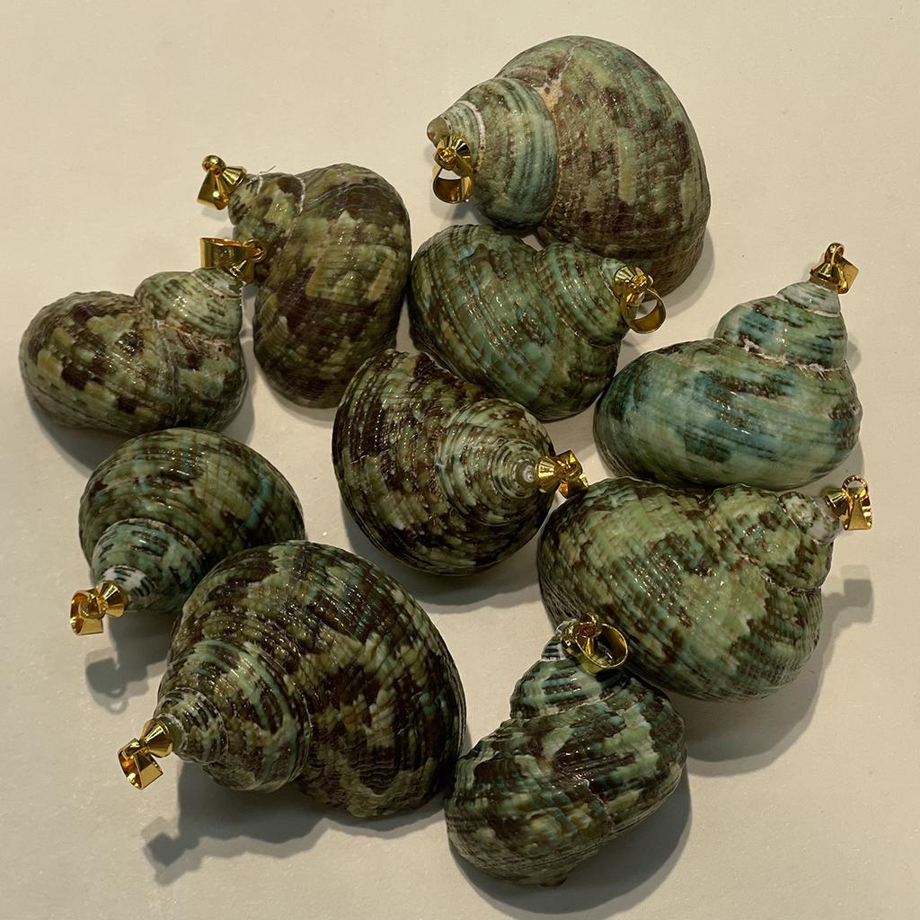 10Pcs Natural Green Turbo Shell Charms 22×27~30×35mm Sea Snail Conch Pendants With Gold Metal Bail For DIY Beach Necklace Earring Jewelry Making