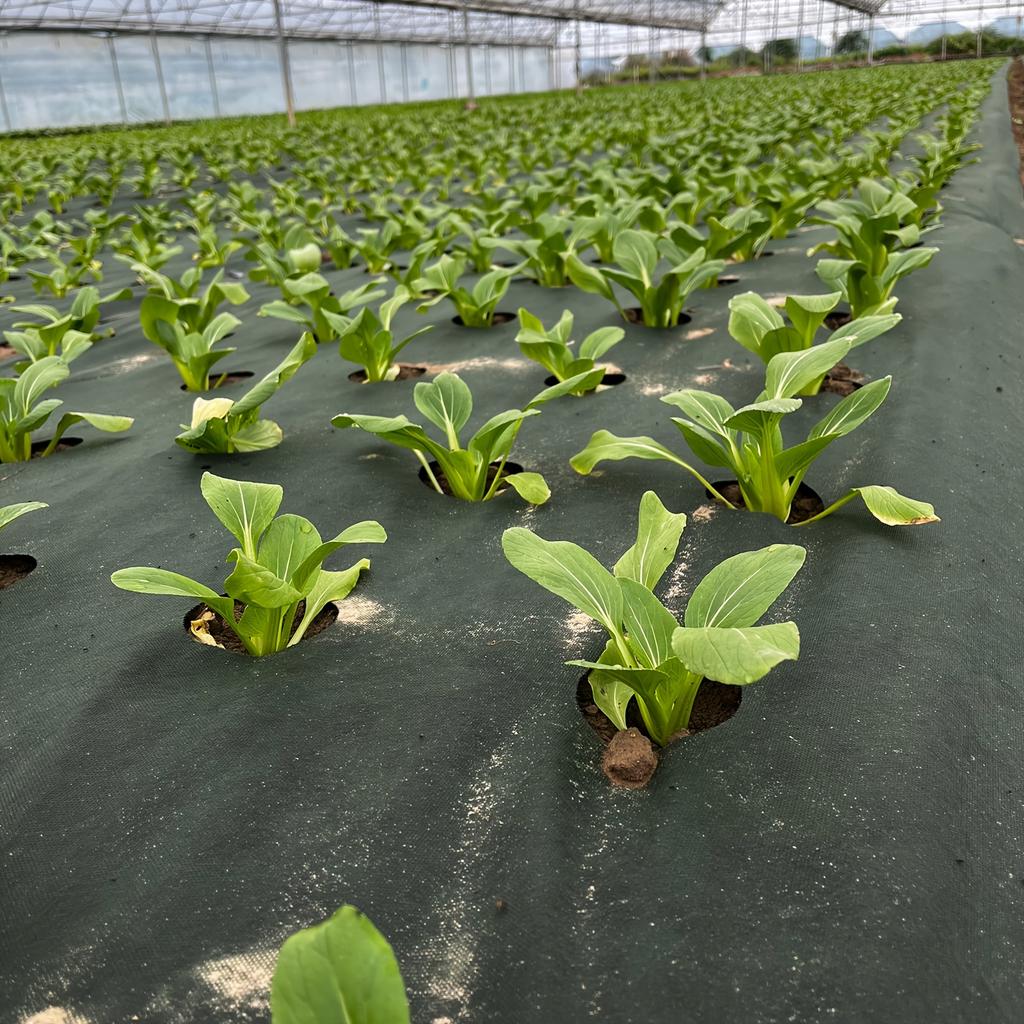 Tejido Perforado Resistente para Barrera de Malezas Ideal para Jardín, Huerto, Frutal y Patio - Suprime las Malezas, Transpirable, Permeable al Agua