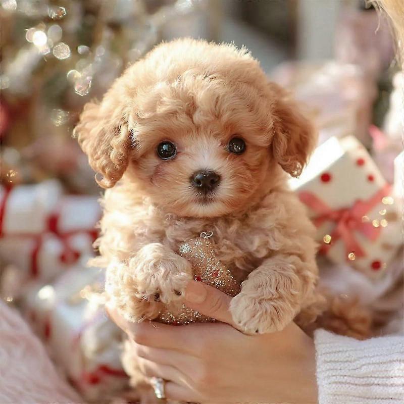 Min livaktige robotvalp, Robotvalp som oppfører seg som en ekte hund, Søt myk robotvalp som går og bjeffer(brun)