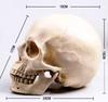 (Little Swallow) LtSw Life-Size Realistic Skull Educational Material Costume Horror Accessory Prank Interior