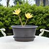 Fioriera Retro Loto Diametro Grande Fioriera Bassa Fioriera Idroponica in Plastica per la Coltivazione di Semi di Loto Piante Acquatiche Uso Giardino Balcone
