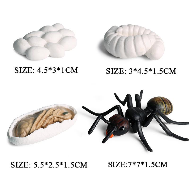 Oenux Simulation Luna Moth Salmon Butterfly Ants Life Growth Cycle Animals Model Action Figures Educational Miniature Kids Toy