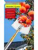 Telescopic Pole Fruit Picker for Persimmon, Loquat, Bayberry, Peach, Plum, Jujube, Apricot, and High-Altitude Harvesting