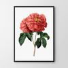 Poster Red Rose Vintage