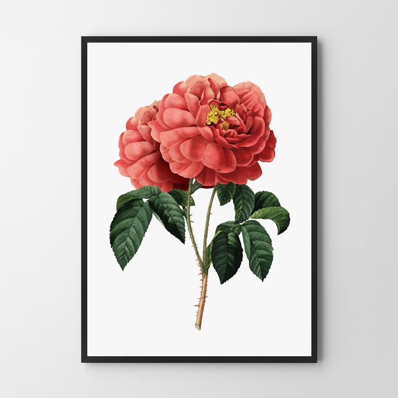 Poster Red Rose Vintage