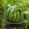 1/10pcs Watermelon Support Holder Round Plant Supports Garden Vegetable Harvest Basket Protector Climbing Rack Garden Supplies