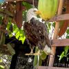 Outdoor Garden Ringing Owl Shape to Deter Birds Hanging Pendant Bird Scarer Gadget with Reflective Strap for Outdoor